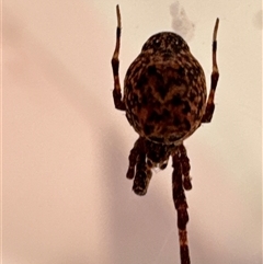Unverified Other web-building spider at Aranda, ACT - 13 Dec 2024 by Jubeyjubes