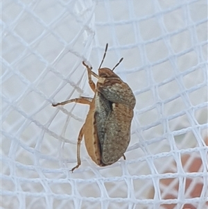 Kapunda troughtoni (Shield bug) at Farrer, ACT by gregbaines