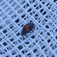 Diomus notescens (Little two-spotted ladybird) at Farrer, ACT - 12 Dec 2024 by gregbaines