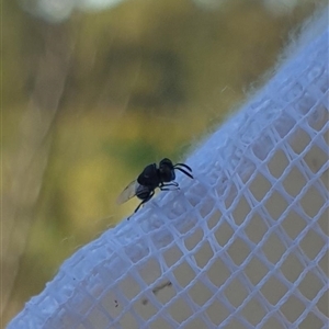 Chalcidoidea (superfamily) (A gall wasp or Chalcid wasp) at Farrer, ACT by gregbaines