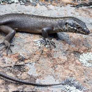 Egernia roomi (Kaputar Rock Skink) at Kaputar, NSW by MichaelBedingfield