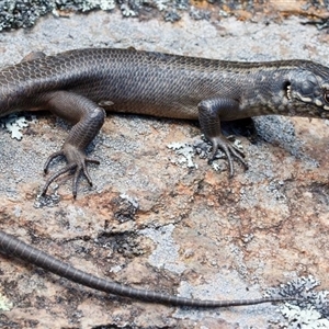 Egernia roomi at Kaputar, NSW - 11 Oct 2023