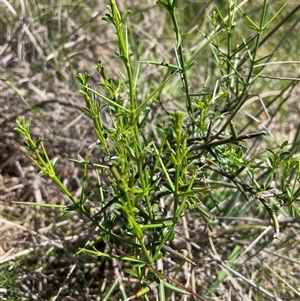 Discaria pubescens (Australian Anchor Plant) at Cotter River, ACT by nathkay