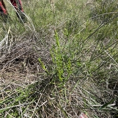 Discaria pubescens at Cotter River, ACT - 11 Dec 2024