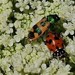 Castiarina hilaris (A jewel beetle) at O'Connor, ACT - 12 Dec 2024 by trevorpreston