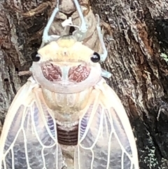 Thopha saccata (Double Drummer) at Thirlmere, NSW - 4 Dec 2024 by Lyrebird