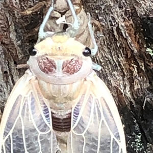 Thopha saccata at Thirlmere, NSW - 4 Dec 2024 10:56 AM