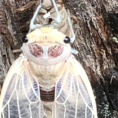 Thopha saccata (Double Drummer) at Thirlmere, NSW - 3 Dec 2024 by Lyrebird