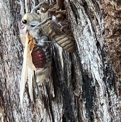 Thopha saccata at Thirlmere, NSW - 4 Dec 2024 10:56 AM