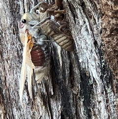 Thopha saccata at Thirlmere, NSW - 4 Dec 2024