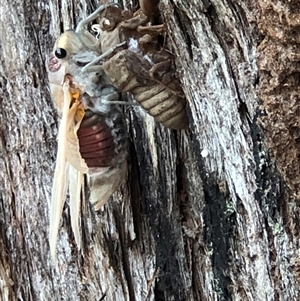 Thopha saccata at Thirlmere, NSW - 4 Dec 2024 10:56 AM