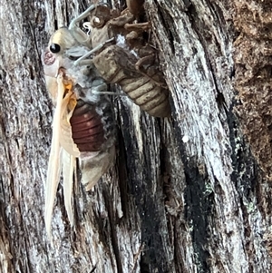 Thopha saccata at Thirlmere, NSW - 4 Dec 2024