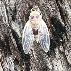 Thopha saccata at Thirlmere, NSW - 4 Dec 2024 10:56 AM