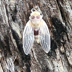 Thopha saccata at Thirlmere, NSW - 4 Dec 2024