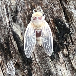 Thopha saccata at Thirlmere, NSW - 4 Dec 2024 10:56 AM