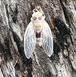 Thopha saccata at Thirlmere, NSW - 4 Dec 2024