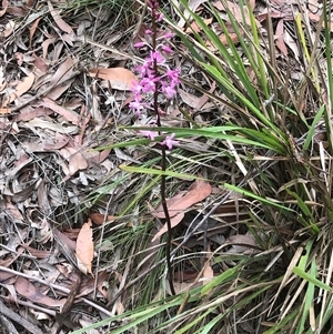 Dipodium sp. at Thirlmere, NSW - suppressed