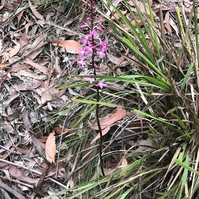 Dipodium sp. (A Hyacinth Orchid) at Thirlmere, NSW - 4 Dec 2024 by Lyrebird