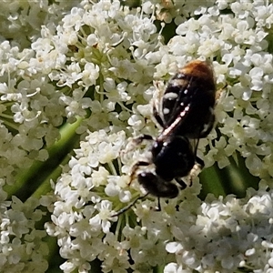 Lipotriches (Austronomia) ferricauda at O'Connor, ACT - 12 Dec 2024