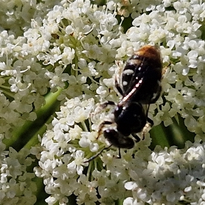 Exoneura sp. (genus) at O'Connor, ACT - 12 Dec 2024 by trevorpreston