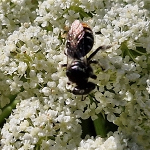 Lipotriches (Austronomia) ferricauda at O'Connor, ACT - 12 Dec 2024