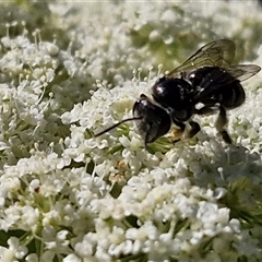 Lipotriches (Austronomia) ferricauda at O'Connor, ACT - 12 Dec 2024