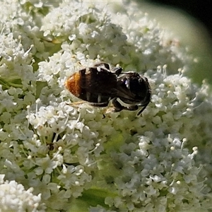 Lipotriches (Austronomia) ferricauda at O'Connor, ACT - 12 Dec 2024