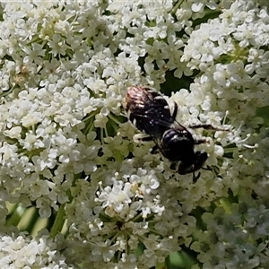 Lipotriches (Austronomia) ferricauda at O'Connor, ACT - 12 Dec 2024