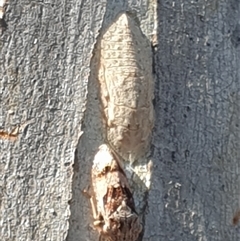 Ledromorpha planirostris at Ainslie, ACT - 12 Dec 2024 by Jeanette