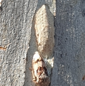 Stenocotini sp. (tribe) (A leafhopper) at Ainslie, ACT by Jeanette