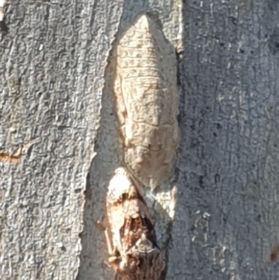 Ledromorpha planirostris at Ainslie, ACT - 12 Dec 2024 by Jeanette