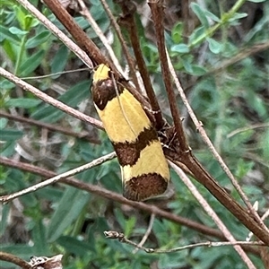 Chrysonoma fascialis at Ainslie, ACT - 7 Dec 2024