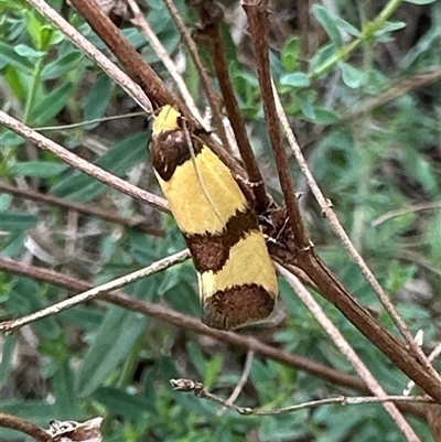 Chrysonoma fascialis (A Concealer moth (Wingia group) at Ainslie, ACT - 7 Dec 2024 by Pirom