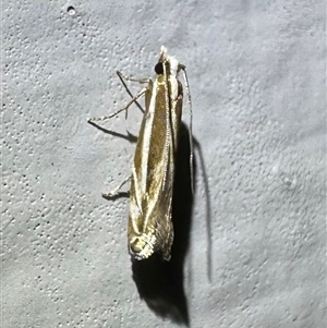 Erechthias acontistes (A Clothes moth (Tineidae)) at Ainslie, ACT by Pirom