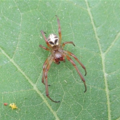 Phonognatha graeffei (Leaf Curling Spider) at Conder, ACT - 14 Mar 2024 by MichaelBedingfield