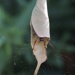 Phonognatha graeffei (Leaf Curling Spider) at Conder, ACT - 19 Mar 2024 by MichaelBedingfield