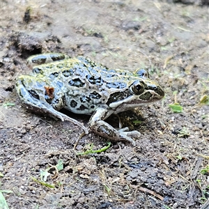 Limnodynastes tasmaniensis (Spotted Grass Frog) at Braidwood, NSW by MatthewFrawley