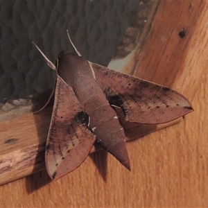 Hippotion scrofa at Conder, ACT - 18 Mar 2024 10:05 PM