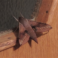 Hippotion scrofa at Conder, ACT - 18 Mar 2024 10:05 PM