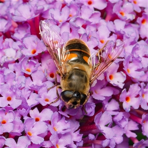 Eristalis tenax at Downer, ACT - 12 Dec 2024