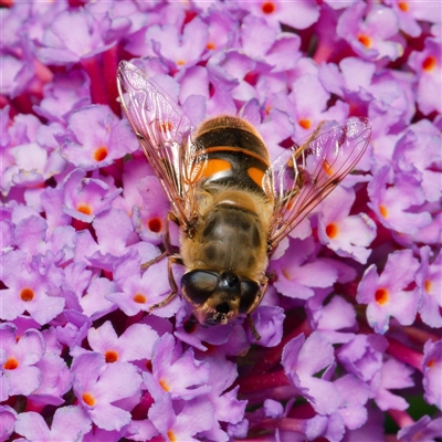 Eristalis tenax (Drone fly) at Downer, ACT - 12 Dec 2024 by RobertD