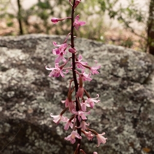 Dipodium roseum at Mawson, ACT - 9 Dec 2024