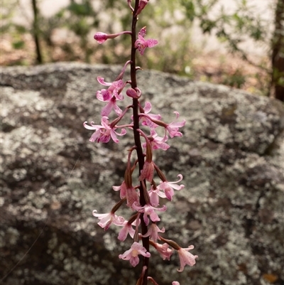 Dipodium roseum (Rosy Hyacinth Orchid) at Mawson, ACT - 8 Dec 2024 by Rowdy