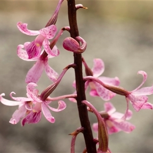 Dipodium roseum at Mawson, ACT - 9 Dec 2024