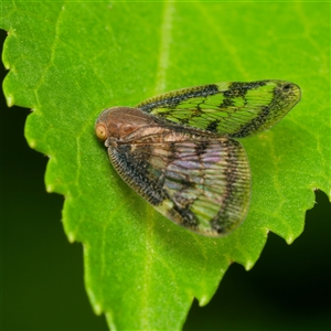 Scolypopa australis at Downer, ACT - 8 Dec 2024