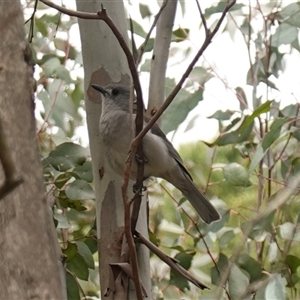 Colluricincla harmonica (Grey Shrikethrush) at Dalton, NSW by RobG1