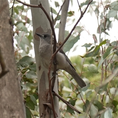 Colluricincla harmonica (Grey Shrikethrush) at Dalton, NSW - 23 Oct 2024 by RobG1