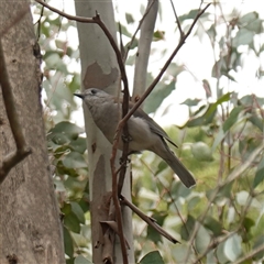 Colluricincla harmonica at Dalton, NSW - 23 Oct 2024