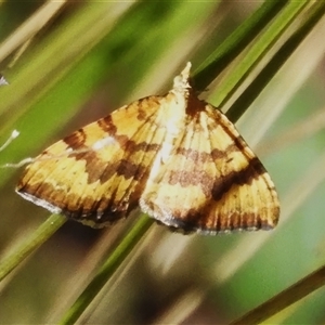 Chrysolarentia correlata (Yellow Carpet) at Cotter River, ACT by JohnBundock