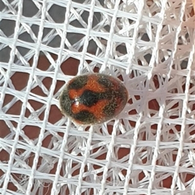 Rodolia cardinalis (Vedalia Beetle or Cardinal Ladybird) at Farrer, ACT - 12 Dec 2024 by gregbaines